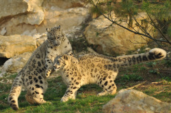  Snow Leopard Cubs Playing (by Ami 211) 