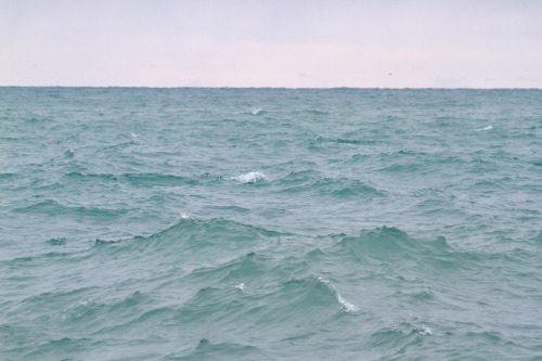 highways-are-liminal-spaces:Waves and Tree Swallows along the breakwall at MontroseChicago, Illinois