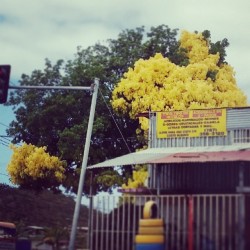 I like this tree #tree #nature #bayamon