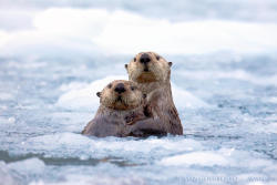 llbwwb:  Otter hugs By: Roman ”Terrise” Golubenko
