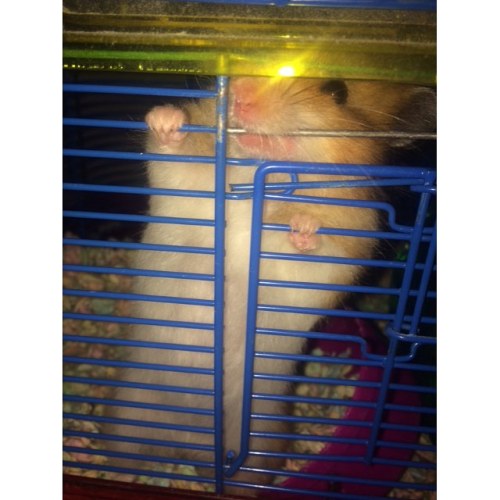 When your hamster is trying to square up with you. #hamstersofinstagram #okaydonenow #goodnight