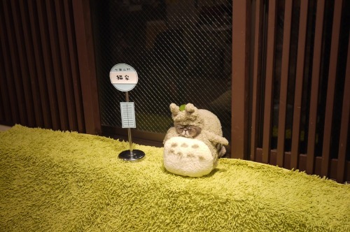 prguitarman:continuants:ghibli-collector:Halloween costume contest at a cat cafe in TokyoTHE TOTORO 