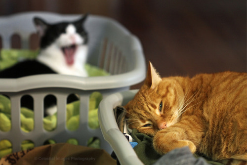 mischiefandmay:Laundry basket naps