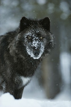 beautiful-wildlife:Snow Flakes by © Jim