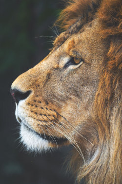 thelavishsociety:  King Louis by Tambako The Jaguar | LVSH