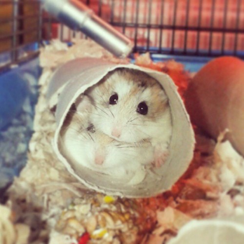 thepipsqueakery: The winner of the contest is @erikacfmj with her adorable pair of hamsters! If you 
