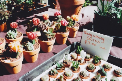 sooothe:teeeny weeny cactus at Queen Vic Market // insta @tifffhung