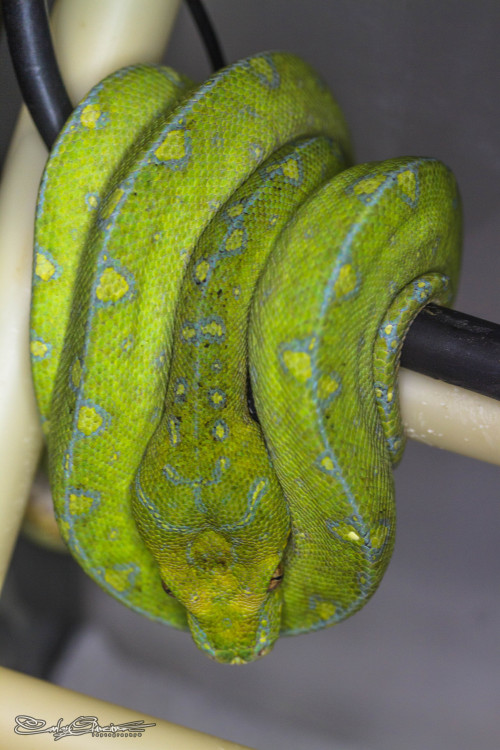 slitheringscales:remember Pretzel ? here’s his/her last 3 sheds . Amazing how they can change their 