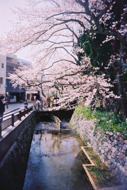 dreams-of-japan:  untitled by nijntjee on