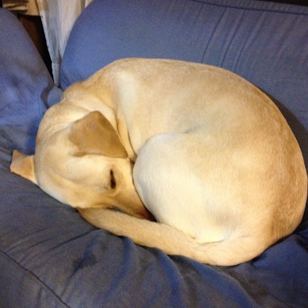 plunombi:  おやすみなさい #dog #犬 #labrador