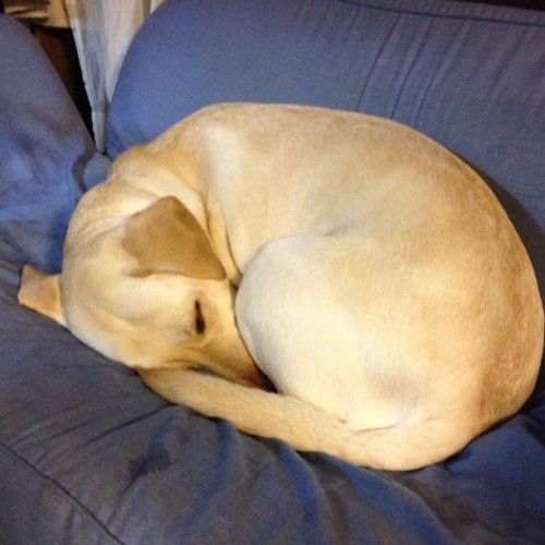plunombi:  おやすみなさい #dog #犬 #labrador