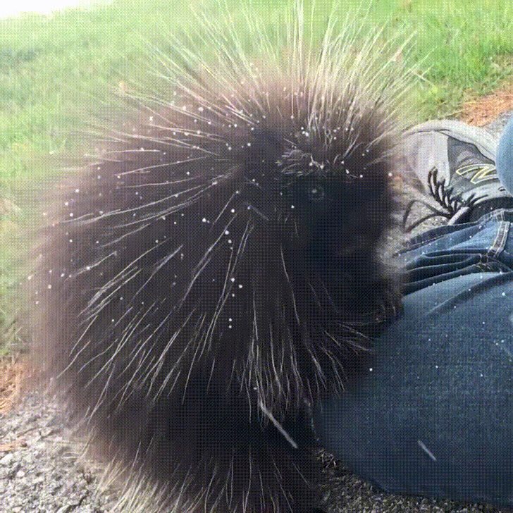awwww-cute:  Friendly Porcupine Climbs onto Lap (Source: http://ift.tt/2zIVpJ7)
