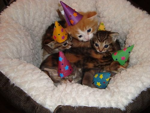 manycats:  manycats: tiny cats in tiny hats 