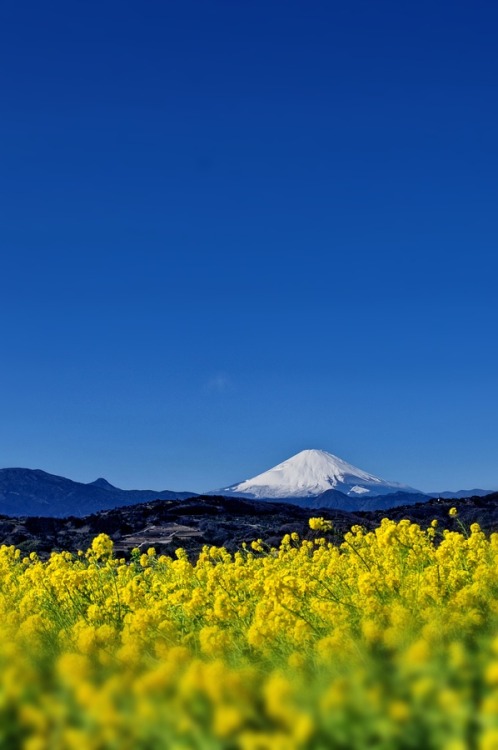 my-nameisyuri: Mt. Fuji, Japan by Ken Ohsawa on Fivehundredpx