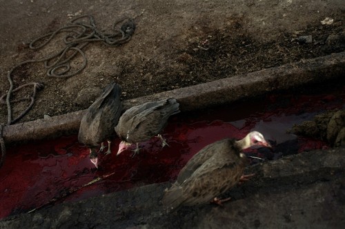 Vultures Hover In Slaughterhouses In Ouagadougou, Burkina Faso, March 2005.