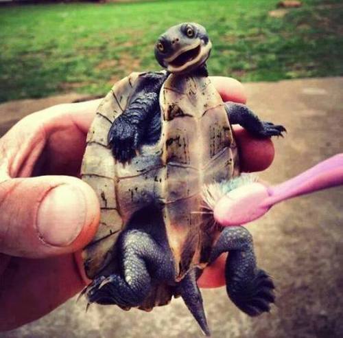 This adorable little guy seems to love getting his belly scrubbed - but why? Known as the plastron, the “belly” of a turtle, like the rest of their shells is made up of scutes - bony bony external plates. Scratching or rubbing helps them shed