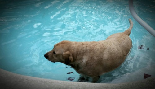 thenerdydutchess:  House sitting with Chance, xoxo