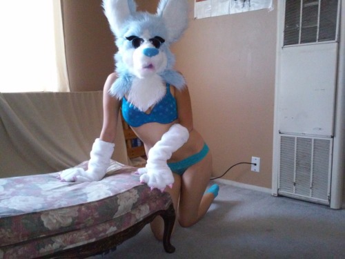 More pics of Shami, everybody!! ;3Like I said before - She’s attending Pacific Anthro Weekend this O