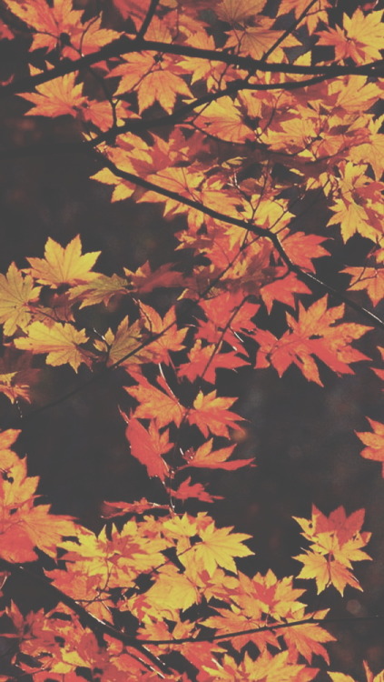trashytessa: Autumn leaves ~ wallpaper /background