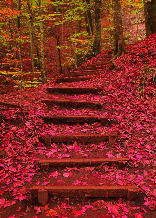 coiour-my-world:Stairs to heaven ~ kardinalmelon ~Yedigöller, Bolu, Turkey