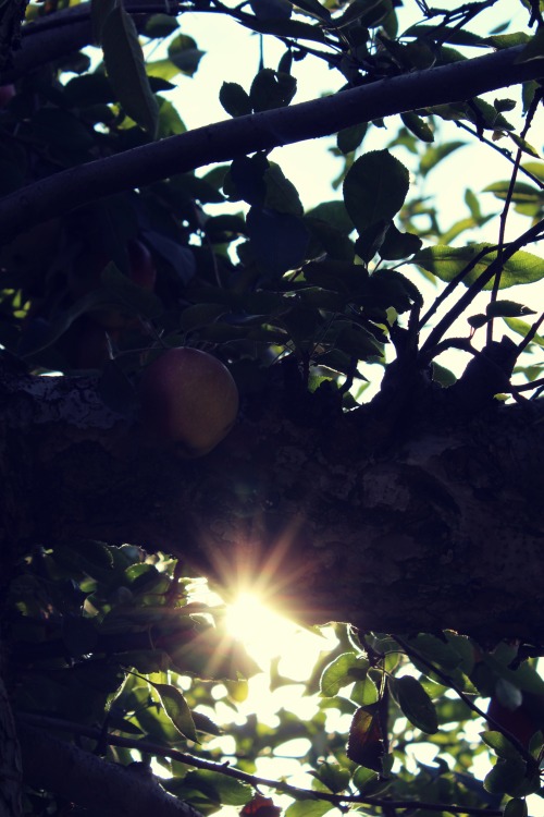 Photo Shoot: Apple Picking