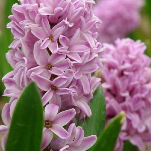 nurturing-nymph:Hyacinth Flowers