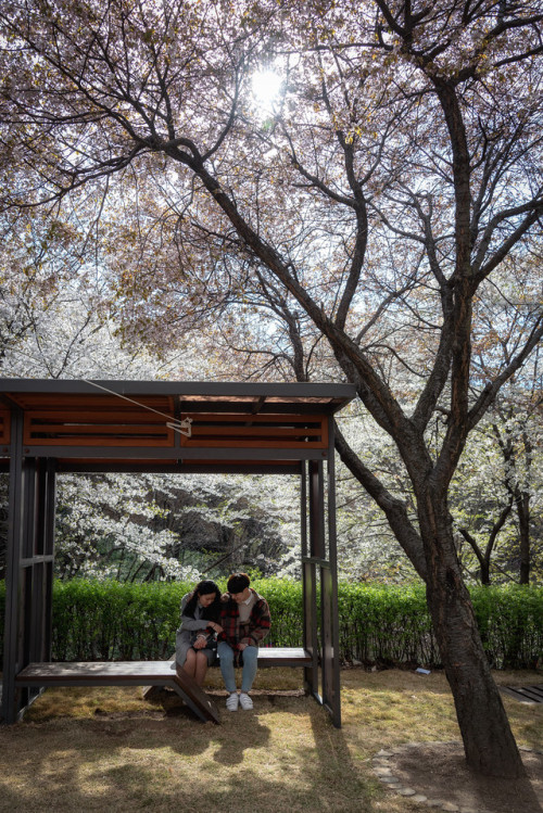 Cherry blossoms on Ansan Mountain, Seodaemun.