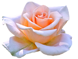 transparent-flowers:  Marilyn Monroe Hybrid Tea Rose. 