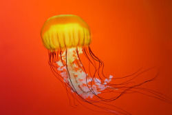 mooonjellies:    Chuckumentary   