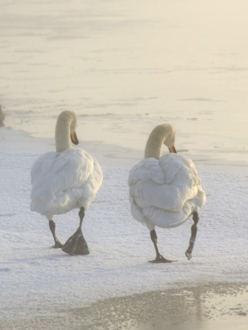 Foggy day with majestic friends, swan family and mallards chilling. I managed to take a video of the