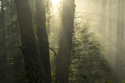 Morning Mist by Gwendolyn Allsop