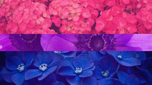 eat-sleep-and-race:I made some flags out of flowers after a friend showed me a really great Asexual flag in the same style. so this is my image set. Enjoy and feel free to use them as your wallpaper if you like but if you want to use them elsewhere please