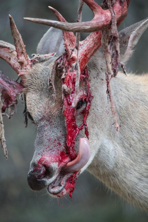 end0skeletal-undead:In male whitetail deer, antlers begin to grow in late spring, covered with a hig