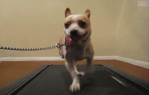 orbo-gifs:  Dogs on treadmills :D  adult photos