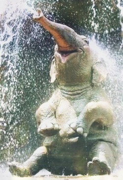 karla-world:  Elephants are so cute 
