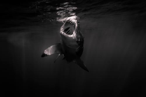 Debunking the Jaws Myth
As a boy, George Probst was captivated by sharks—especially great whites (Carcharodon carcharias). They both fascinated and terrified him. He saw Jaws over and over again, believing the stereotypical image of sharks as...