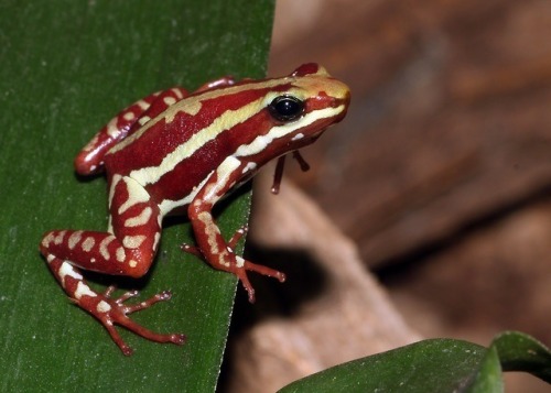 bunchros:  Poison Dart Frogs  Colorful