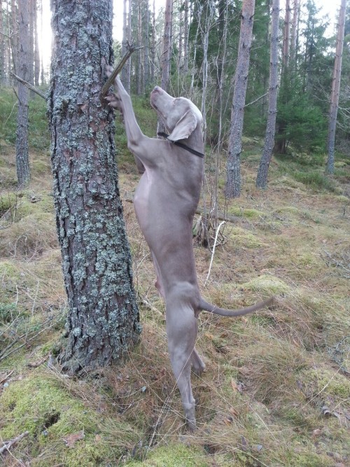 Spock is celebrating that he reached 500 followers with a stick. Still attatched to the tree.