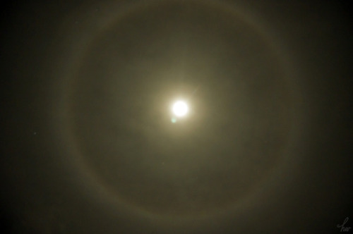 frolicingintheforest - Moon halo!