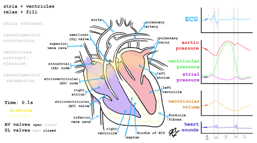 scienceisbeauty:Nice animation of the operating scheme of coronary circulation.Seen at Trust me