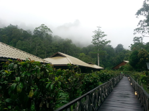 the-brown-man:  Borneo Rainforest Lodge, Danum Valley, Borneo.