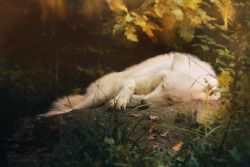 the-smiling-wolf:  Sweet dreams my friends. Until tomorrow… 😊🐺💖