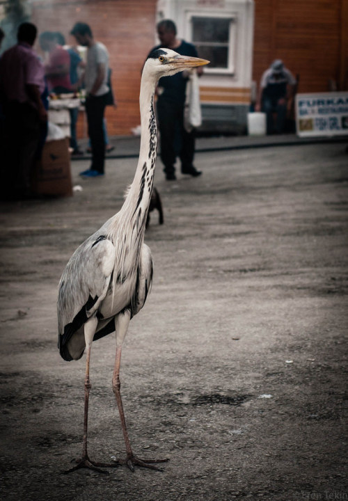 Karaköy, İstanbul'16