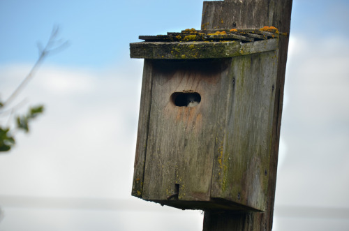 Fernhill Wetlands is a gem of a spot for bird watching, and nature watching in general. From our hou