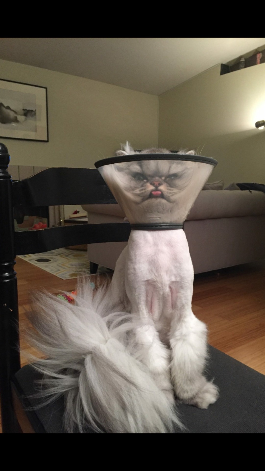 ink-meows:  @tabbykats