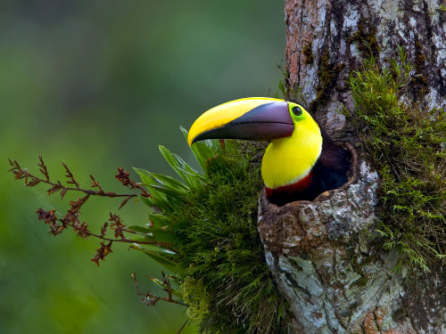 dylaneatswings: bunkerlad: fuckyeabirds: Toucan Chestnut-Mandibled Toucan the one upsmanship…