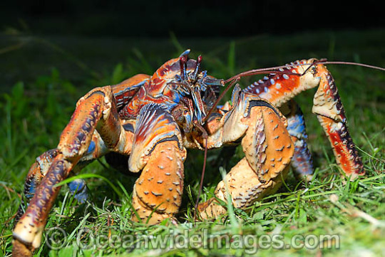    Cute Crabs    porn pictures