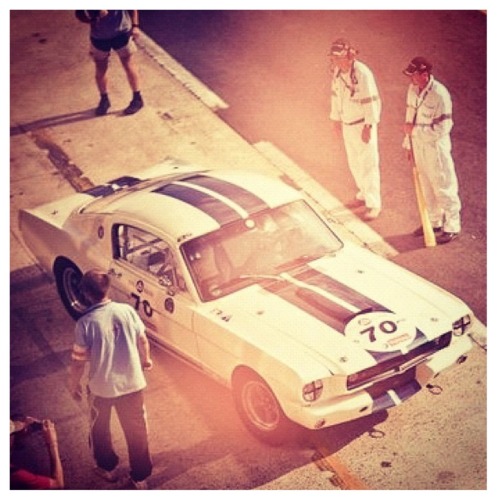 Shelby.