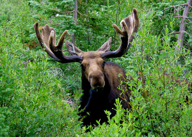 egosumlibertatem:  Shiras Moose - Grand Teton National Park by Al_HikesAZ on Flickr.