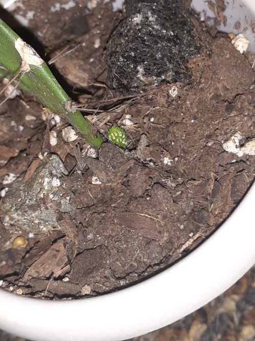 Some Of My Plants Have New Leaves